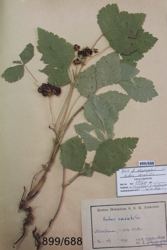 Rubus  saxatilis