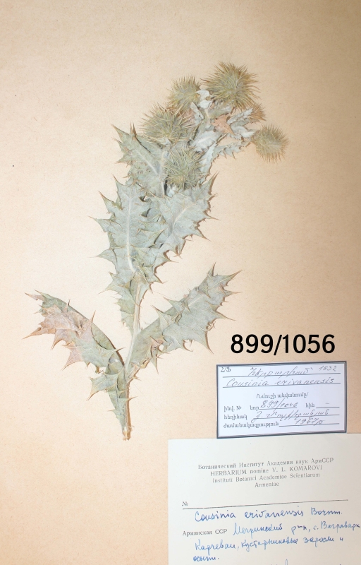 Cousinia erivanensis