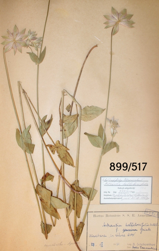 Astrantia helleborifolia