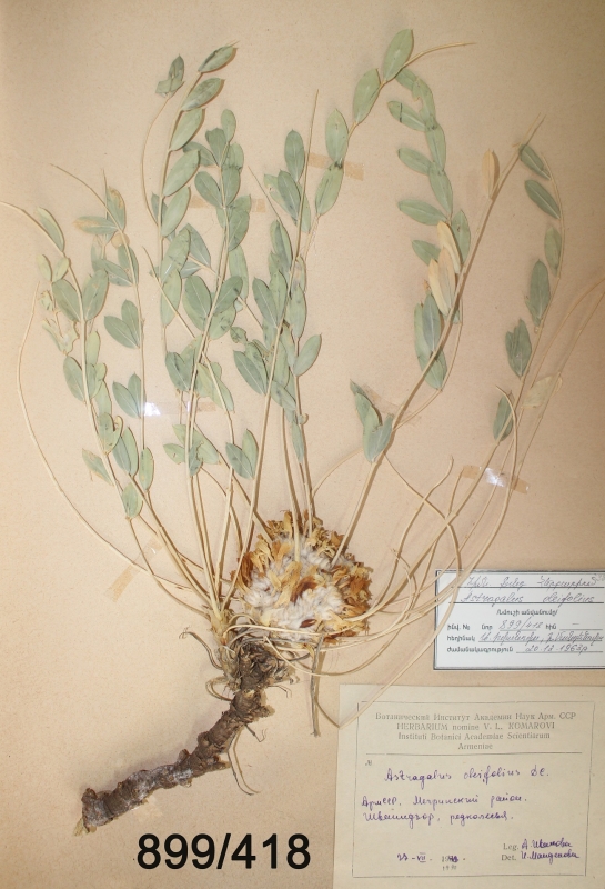 Astragalus oleifolius