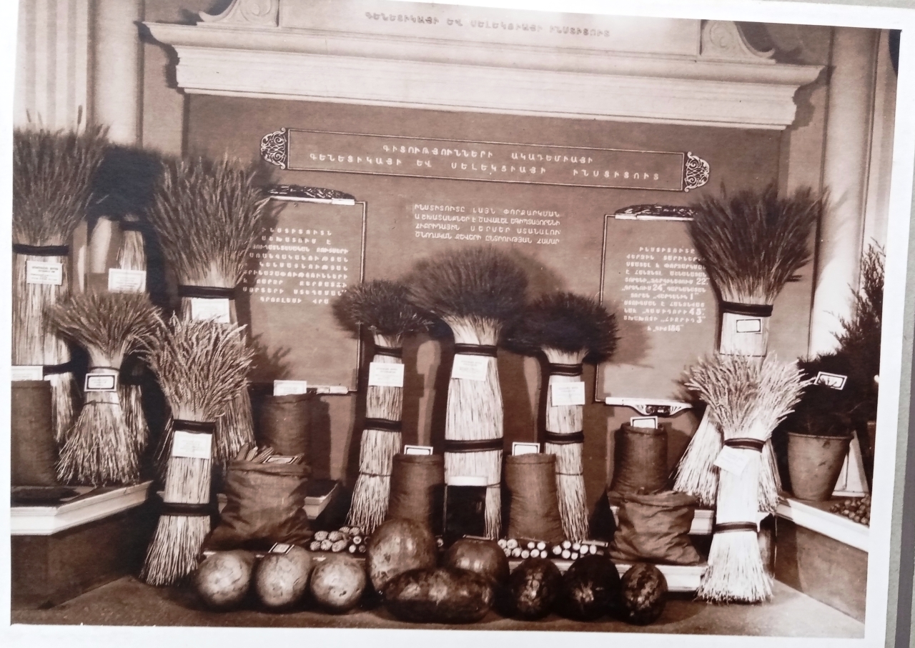 1955թ. գյուղատնտեսական ցուցահանդեսի գենետիկայի և սելեկցիայի ինստիտուտի վահանակը