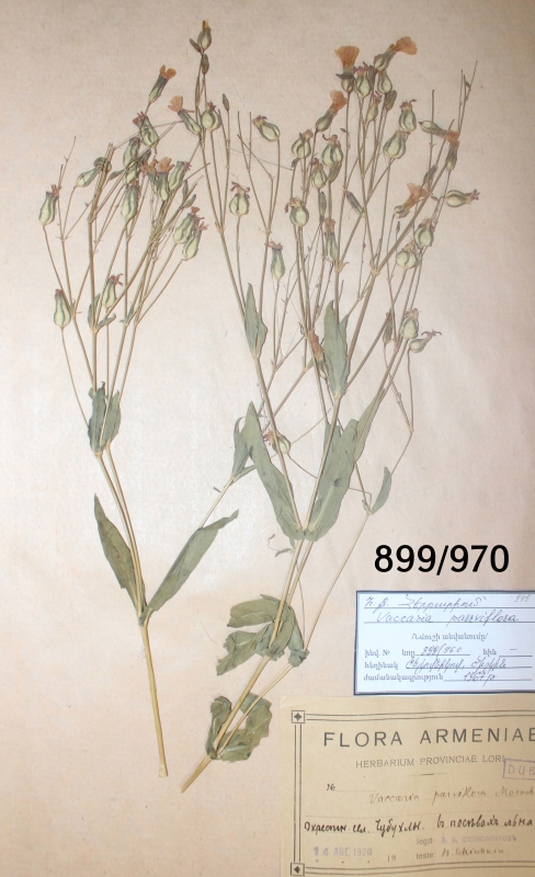 Vaccaria parviflora